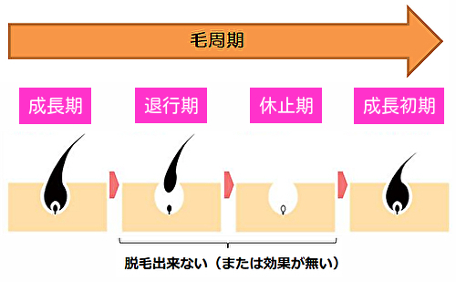 毛周期